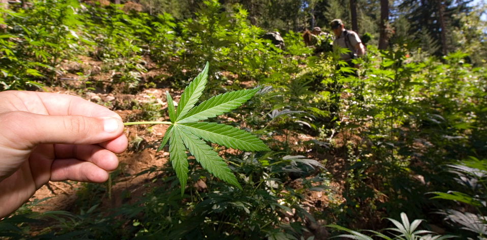 Governor Alejandro García Padilla says "studies support the use of [marijuana] to ease the pain of multiple sclerosis, HIV, glaucoma, Alzheimer, migraines, Parkinson's disease, and other illnesses." (<a href="https://flic.kr/p/6ViTMf" target="_blank">Park Ranger</a>)