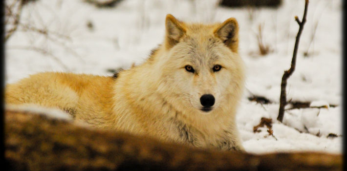 In British Columbia, Canada, the Ministry of Forests, Lands and Natural Resource Operations announced plans to kill 24 wolves in South Selkirk, and up to 160 wolves in South Peace. (Flickr)