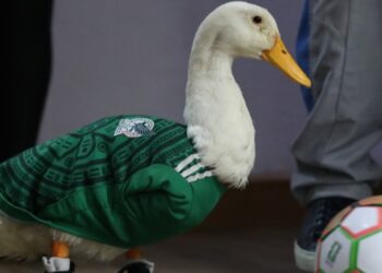 Patos, remos y mucho rosa, las anécdotas que se roban el ‘show’ en el Mundial