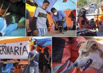 Animales huérfanos y heridos, otro lado devastador de los terremotos en Venezuela