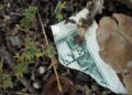 Por qué el aumento de la oferta monetaria no genera crecimiento económico