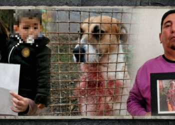 De la tragedia de tener que enterrar a su hija a defender la inocencia de un perro callejero