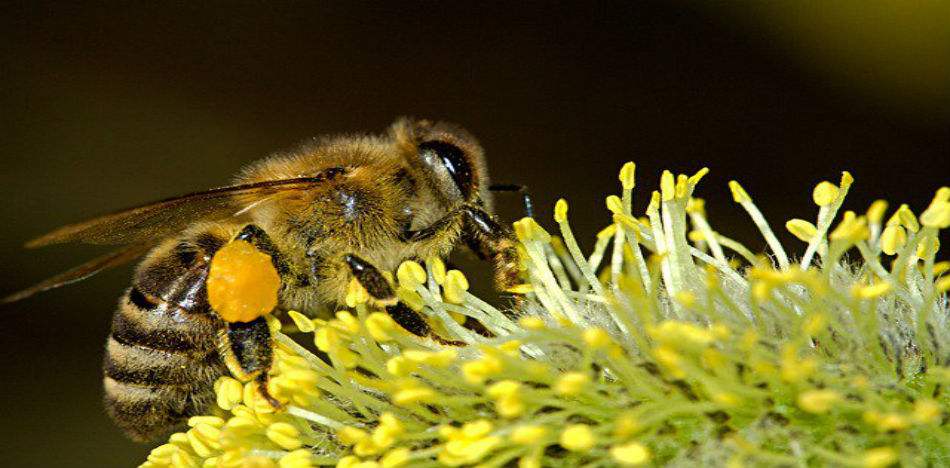 Cómo el capitalismo salvó a las abejas