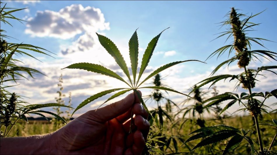 Marihuana recreativa en Colombia: en el limbo del Congreso