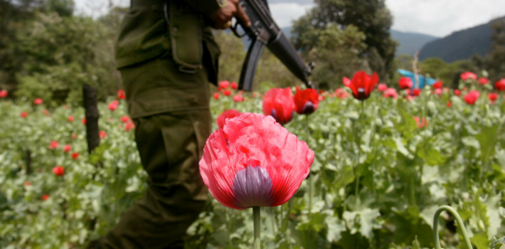 amapola