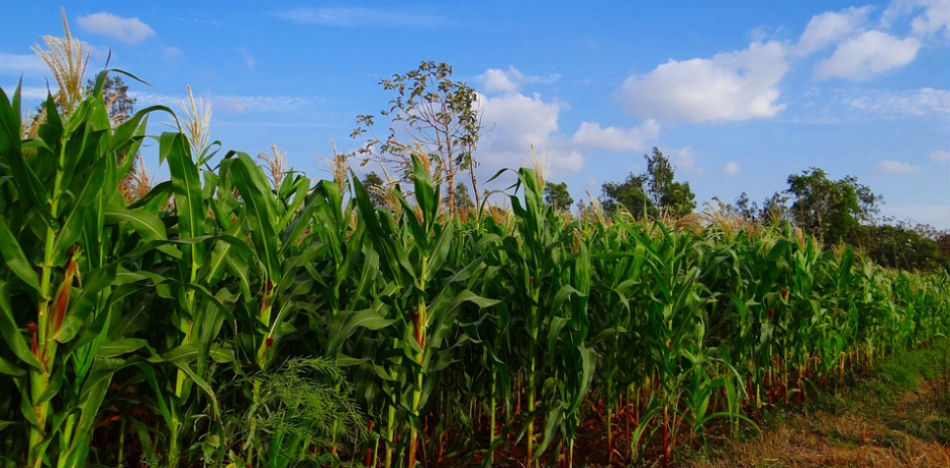 Comproagro: colombiana crea app para eliminar intermediarios en comercio de productos agrícolas
