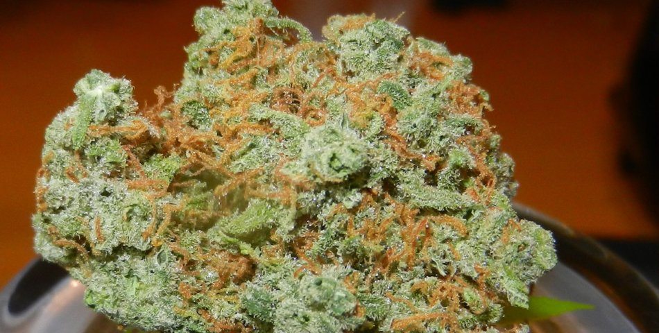 Armada colombiana causó inhalación masiva de marihuana tras quemar 819 kilos de cepa «cripy»