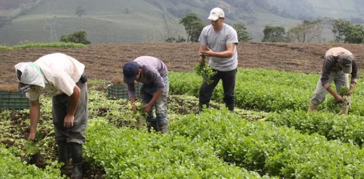 Venezuela: Gobierno obliga a empresas privadas a ceder trabajadores al sector agrario
