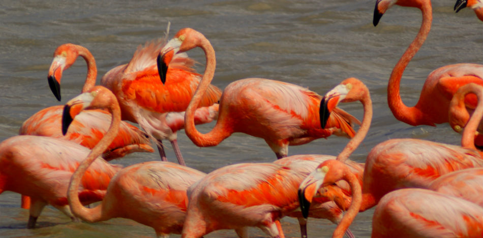 flamingosollavenezuela