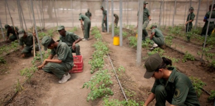 General del arroz: Venezuela tendrá un general por cada rubro alimenticio