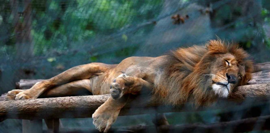 En Venezuela el hambre llega a los zoológicos: sacrifican animales para alimentar a los carnívoros