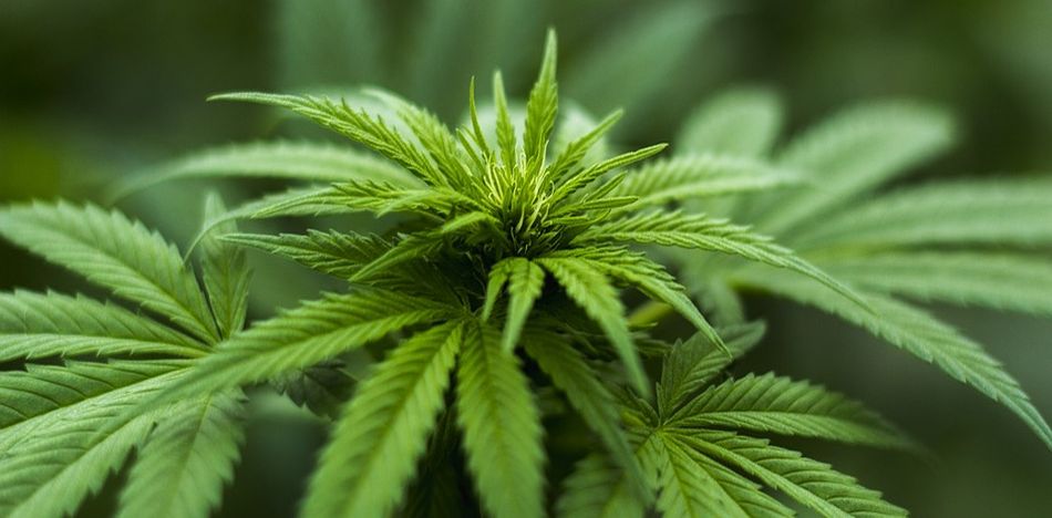 Paraguay legaliza la marihuana