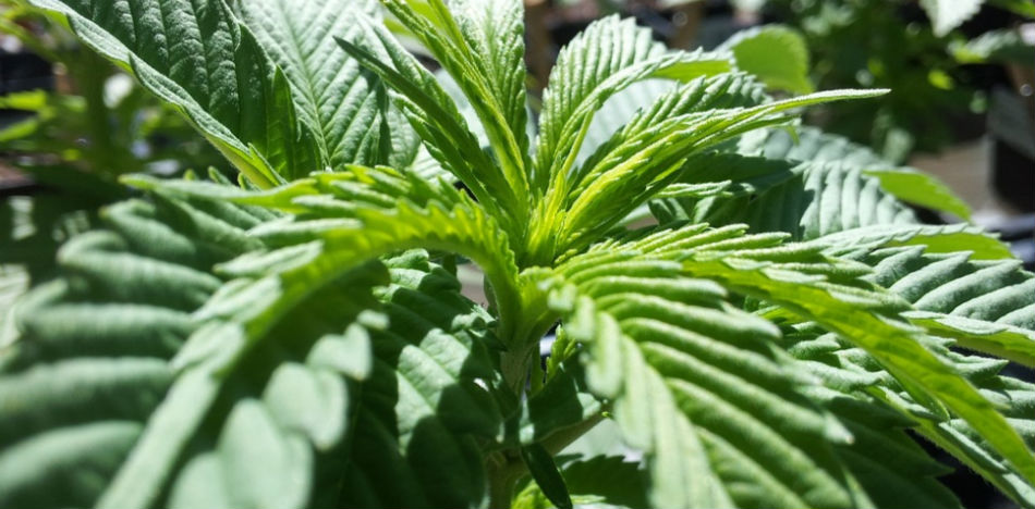 Burocracia frena proyectos de marihuana medicinal en Colombia